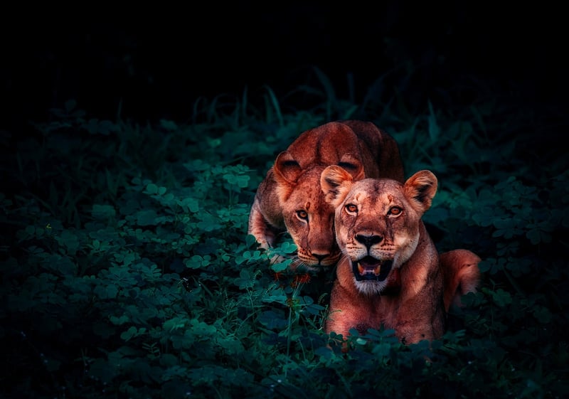 Borneo Jungle