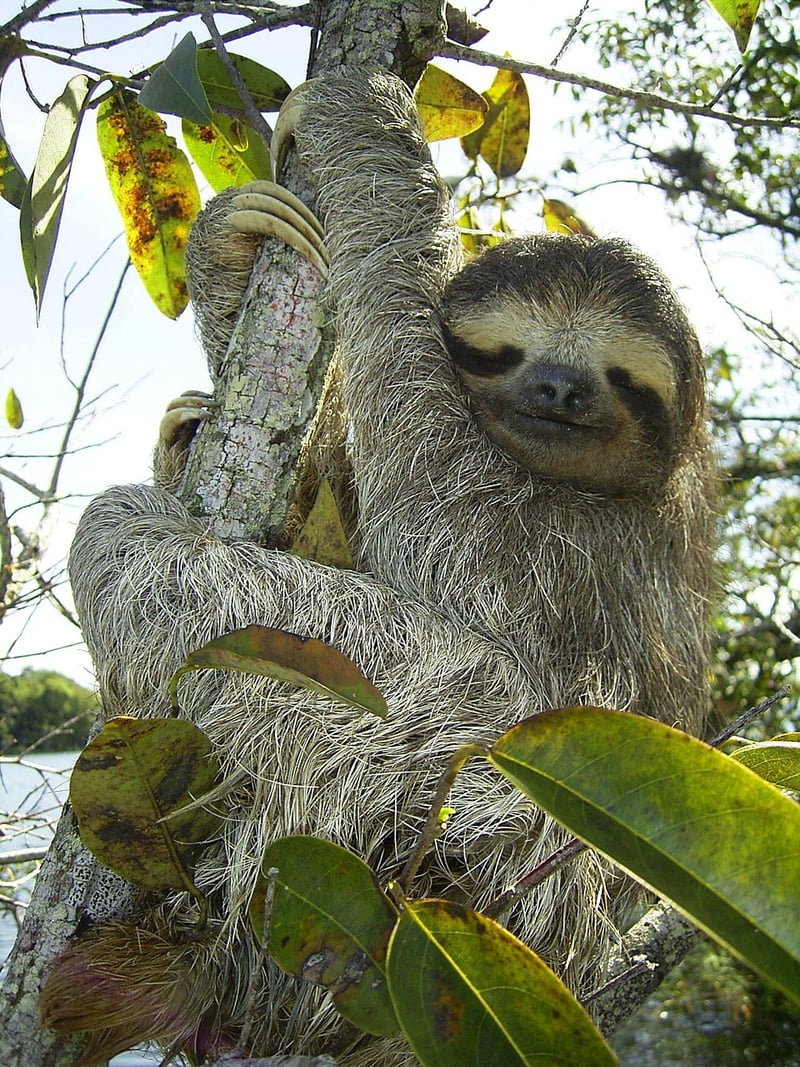 Costa Rica Jungle